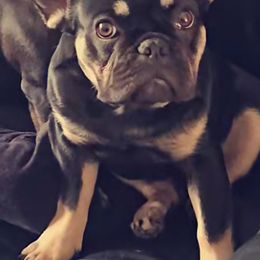 French Bulldog Puppies from St Louis Frenchies