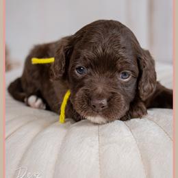 Sydney - Brown female Cockapoo puppy in Connersville, Indiana from Deaz Doodle Ranch