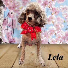 Leila - Poodle