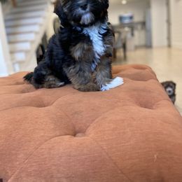 Goldendoodle and Havapoo Puppies from Lady Paws Puppies