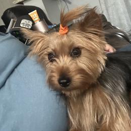 Yorkshire Terrier All Grown Up from Lovey-dovey Aussies & Yorkies