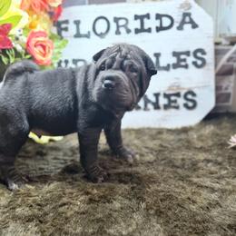 Vermithor - Black male Chinese Shar-Pei puppy in Lehigh Acres, Florida from Florida Wrinkles