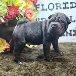 Vermithor - Black male Chinese Shar-Pei puppy in Lehigh Acres, Florida from Florida Wrinkles