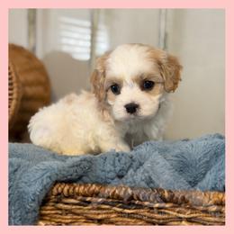 Boy 2 - Blenheim male Cavachon puppy in Smoot, Wyoming from Designer Mountain Mutts
