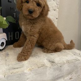 Goldendoodle Puppies from C.P. Puppy Buddies