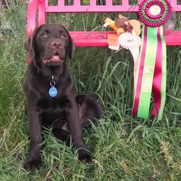 Labrador Retriever Puppies from Bringan Labrador Retrievers