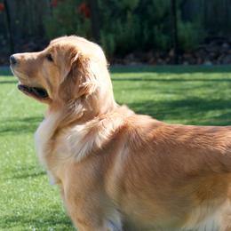 Golden Retrievers from Wise Goldens