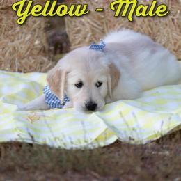 Golden Retriever Puppies from Valley County Goldens