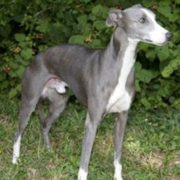 Ibizan Hounds and Whippets from Windrift Kennel