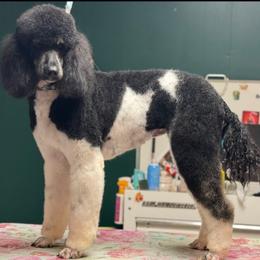 Sable - Poodle