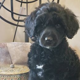 Diamond - Portuguese Water Dog puppy in Rifle, Colorado from Wynsumly