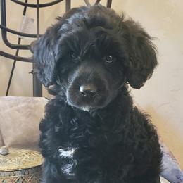 Diamond - Portuguese Water Dog puppy in Rifle, Colorado from Wynsumly