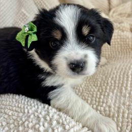 Smooch - Black tri female Miniature American Shepherd puppy in Henrietta, New York from Morning Glory Minis