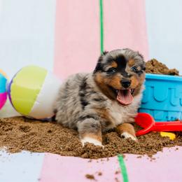 Tiki - Blue merle male Australian Shepherd puppy in Eubank, Kentucky from Ashlee's Aussies