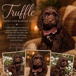 Truffle - Brown and white female Cockapoo puppy in Millville, California from Hope Lane Kennels