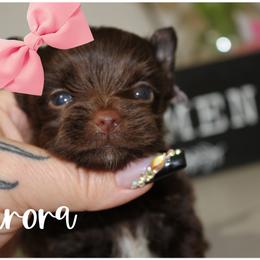 Arabella - Chocolate and tan female Yorkshire Terrier puppy in Warren, Michigan from Danielle's Yorkie Babies