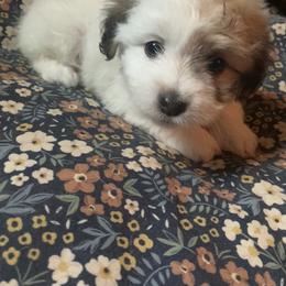 Coton de Tulear Puppies from Catawba Cotons