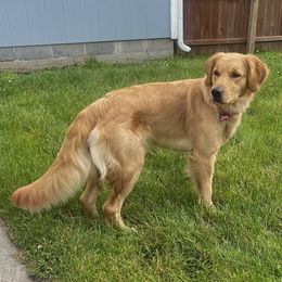 Golden Retriever All Grown Up from Lunar Lane Kennels