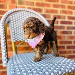 Godiva - Chocolate female Labradoodle puppy in Elizabethtown, Kentucky from Reddy Poodles & Doodles