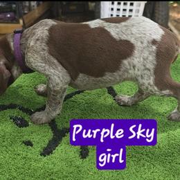 Sky's purple girl - Liver and white female German Shorthaired Pointer puppy in Dahlonega, Georgia from Pointer Mountain Bird Dogs