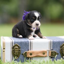 Grace - Blue merle female Miniature Australian Shepherd puppy in White Oak, Texas from Triple Lake Ranch Miniature Australian Shepherds