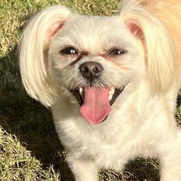 Maltese, Maltipoos, Morkies, and Poodles from Toy Breed Temple
