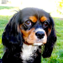 Astrid - Cavalier King Charles Spaniel