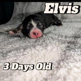 Elvis - Black and tan male Havanese puppy in Moulton, Alabama from LaBeouf Havanese’s