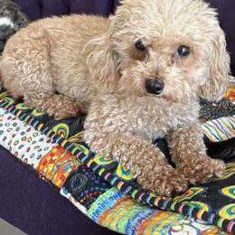 Ember - Red  female Poodle puppy in Collier County, Florida from Star Catcher Pups