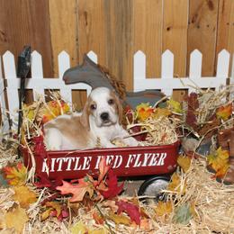 Cole - Lemon and white male Basset Hound puppy in Dover, Arkansas from S&S American Bassets