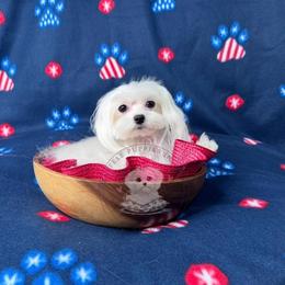 Puppy 1 - White male Maltese puppy in Haslet In Dfw, Texas from Maltese Puppies in Texas