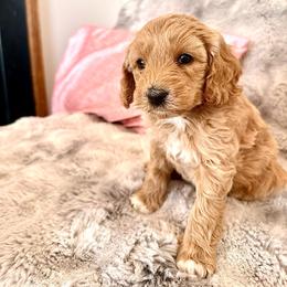 Princess Bijou - Apricot female Goldendoodle puppy in Bountiful, Utah from PJs Puppy Love