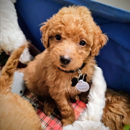 Prince - Red  male Goldendoodle puppy in Pittsburg, Texas from Grace Springs Goldendoodles