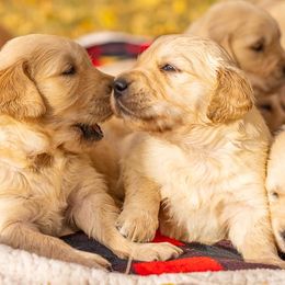 Golden Retrievers from 406 Golden of Montana