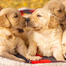 Golden Retrievers from 406 Golden of Montana