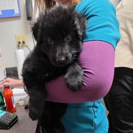 Lola - Black female German Shepherd puppy in Orrick, Missouri from Schultz's Premium German Shepherds