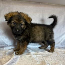 Falk - Black Collar - Sable male German Shepherd puppy in Greenwood, Arkansas from West Haus Shepherds