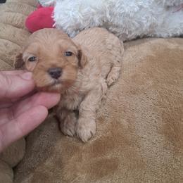 Peaches, Pink Girl - Red female Bernedoodle puppy in Lafayette, Alabama from Williams Lake Doodles