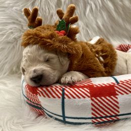 Frosty - Cream male Goldendoodle puppy in The Woodlands, Texas from Gracie's Goldendoodles and Bernedoodles