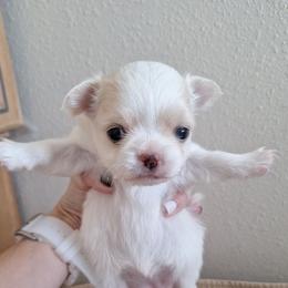 Girl 1 - White female Chihuahua puppy in Haines City, Florida from Kassafina Kennel