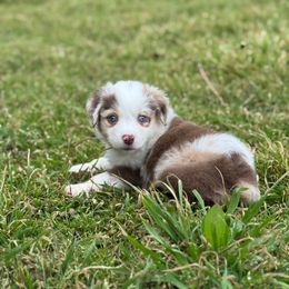 Kyla - Red merle Miniature Australian Shepherd puppy in Azle, Texas from Weston Family Farms