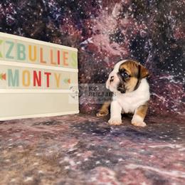 Monty - Red and white male Bulldog puppy in Hillsdale County, Michigan from KZ Bullies LLC