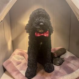 Purple collar - Black female Goldendoodle puppy in Sanderson, Florida from Serenity Goldendoodles
