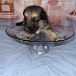 Brownie - Black and tan female German Shepherd puppy in Magnolia, Texas from K & Q Shepherds