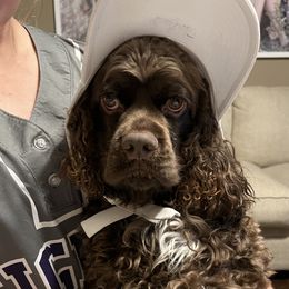 Lou - Cocker Spaniel
