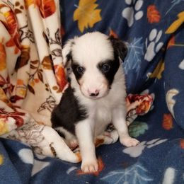 Tenacity - female Border Collie puppy in Albuquerque, New Mexico from Noko's dogs