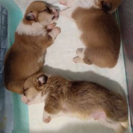 Pembroke Welsh Corgi Puppies from Sunrise Corgis Los Angeles