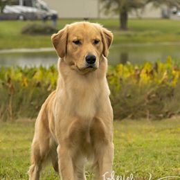Rainbow - Golden Retriever