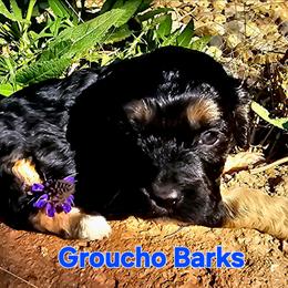 Groucho Barks - Black white and tan male Cockapoo puppy in Indiahoma, Oklahoma from Phamily Doodles