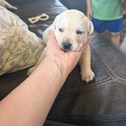 Ugg - Yellow female Labrador Retriever puppy in Isanti, Minnesota from Four Corners Family Labs